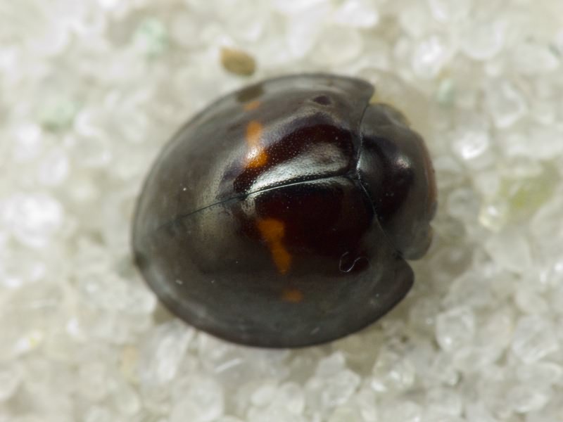 Chilocorus bipustulatus (Linnaeus, 1758)